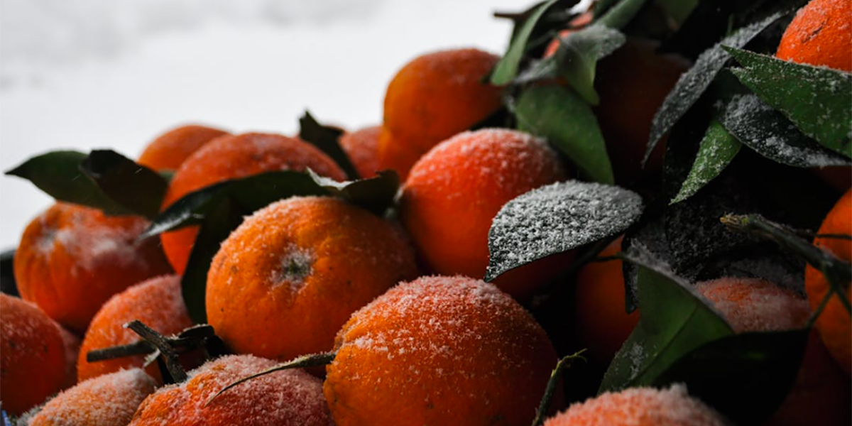 Gelate tardive: una sfida crescente per i frutticoltori italiani